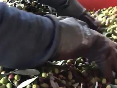 Huile d'olive extra vierge biologique Le terre di zoè 3